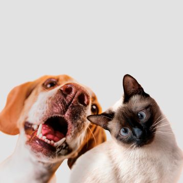 Mais de 1,7 milhões de cães e gatos registados em quatro anos Mais de 1,7 milhões de cães e gatos registados em quatro anos
